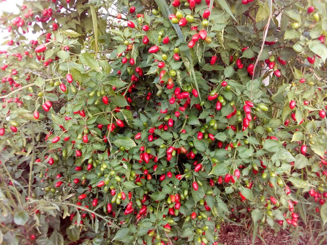 Jardim cuidado em Louveira